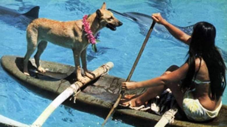 Fratello Mare (1975)