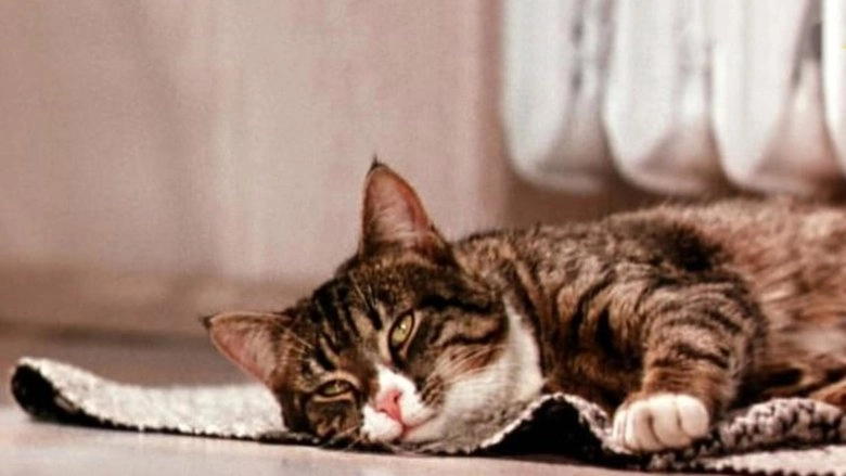 Greedy Kuzia Cat (1969)