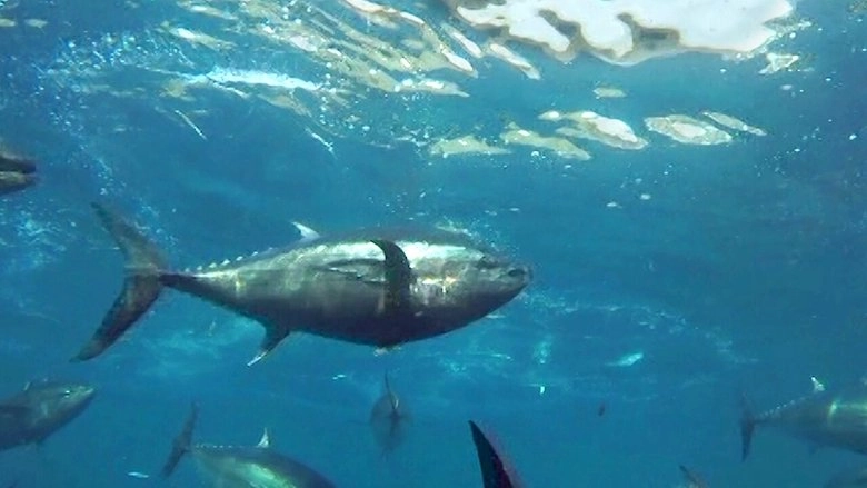 Cultivating The Seas: History And Future Of The Full-Cycle Cultured Kindai Tuna (2019)