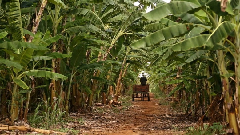 Chapada Do Apodi, Morte E Vida (2013)