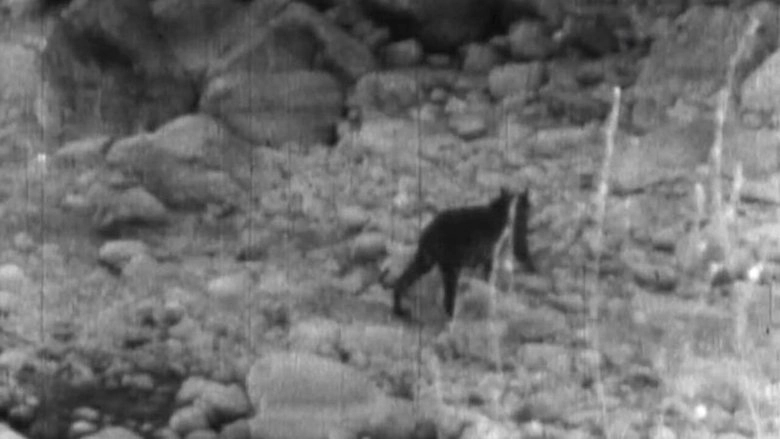 Wandering Tigers In North India (1935)