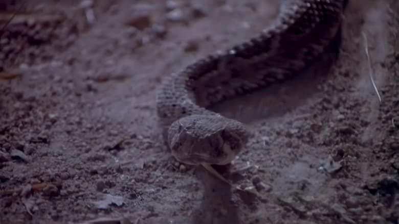 Rattlers (1976)