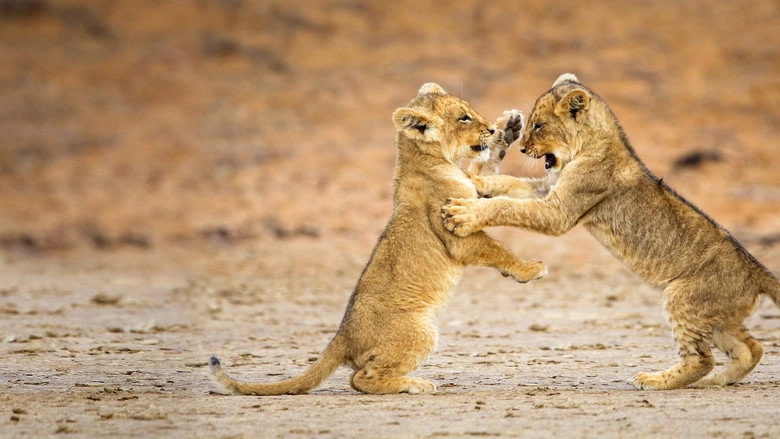 Game Of Lions (2013)