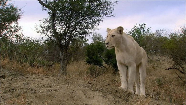 The White Lions (2012)