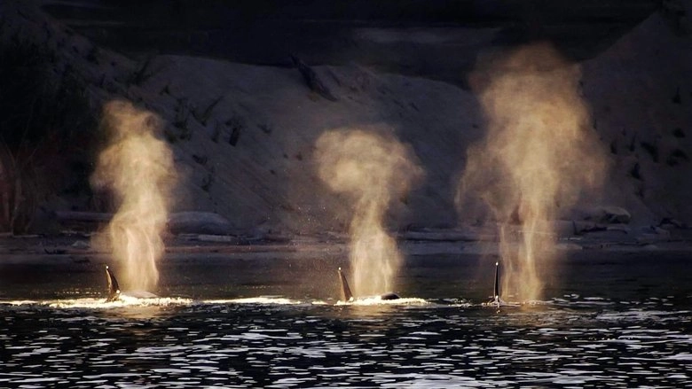 Dammed To Extinction (2019)