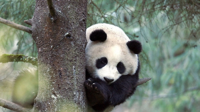 Der Grosse Panda (2020)