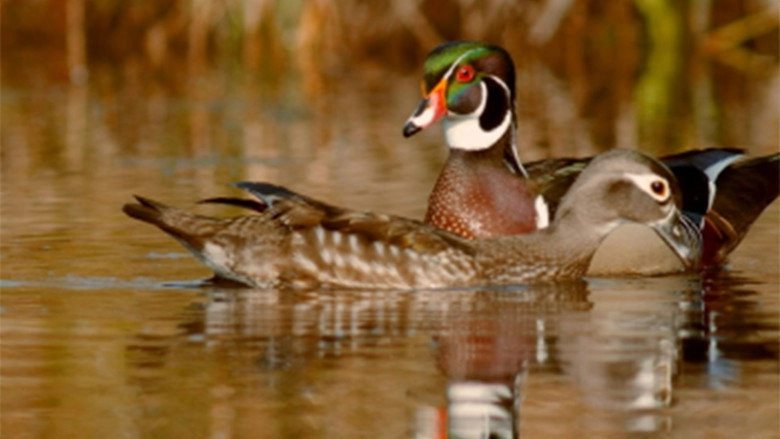 PBS Nature - An Original DUCKumentary (2012)