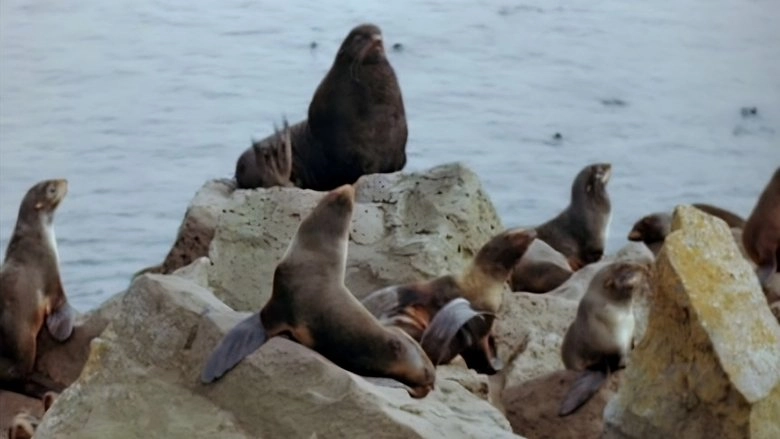 Seal Island (1948)