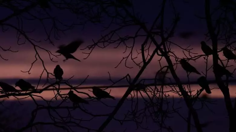 Krahen - Nature Is Watching Us (2023)
