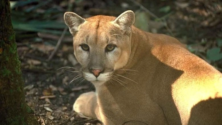 Shokee, The Everglades Panther (1974)