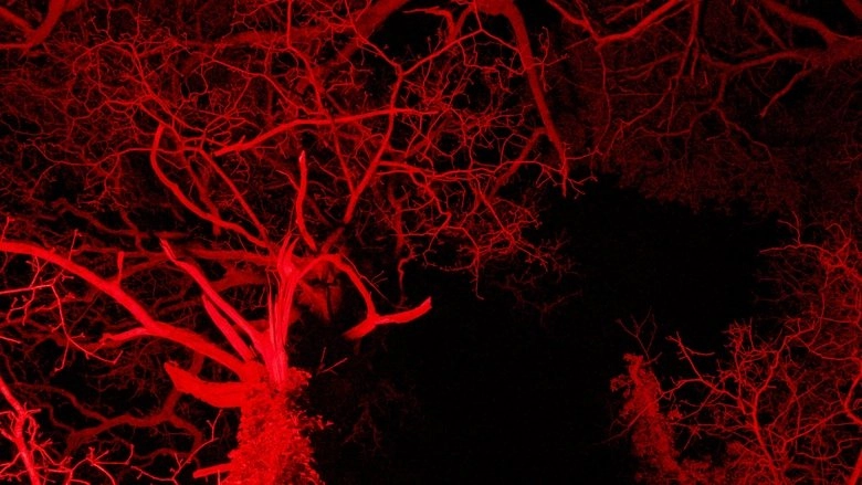 HEX (2025)