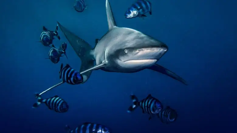World's Most Dangerous Shark (2021)