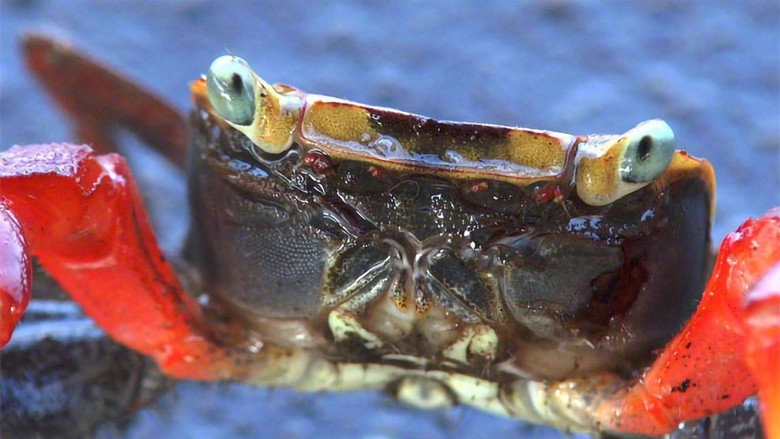 Planet Of The Crabs (2019)