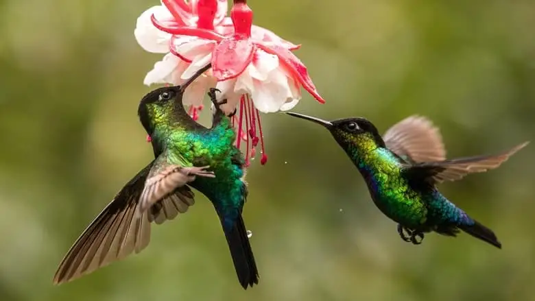 The Hummingbird Effect (2023)