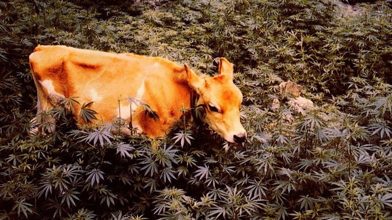 L'erba Proibita (2002)