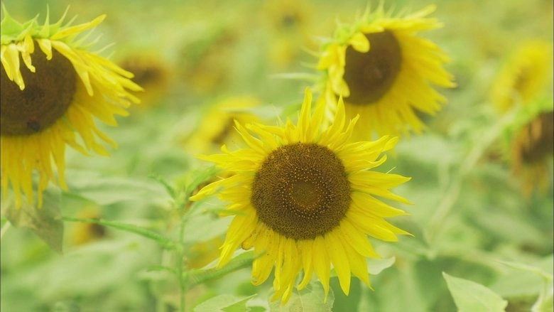 Hana-chan No Misoshiru (2014)