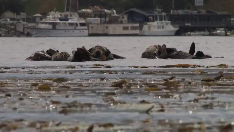 No Otter Zone (2012)