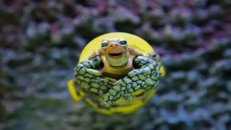 La Tortuga De Plastico (2019)