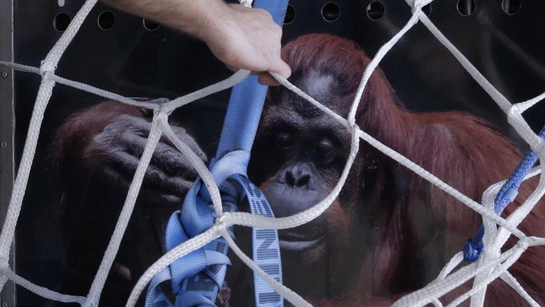 Sandra, The Primate Citizen (2026)