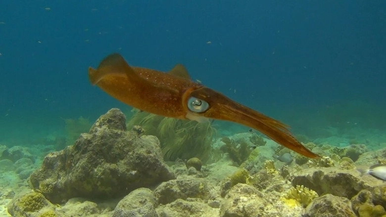 Amazing Ocean 3D (2013)