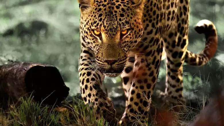 Living With Leopards (2024)