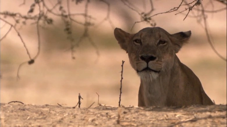 Lion Battle Zone (2012)