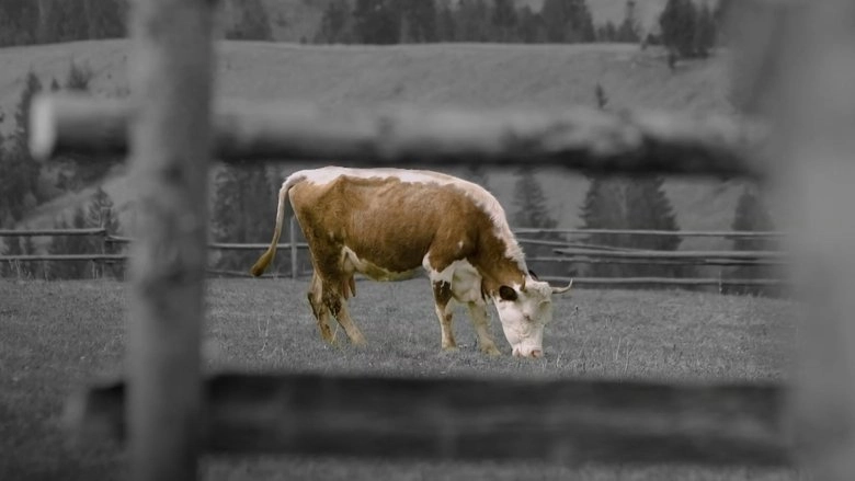Animal (2025)