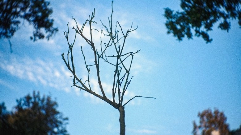 The River Of Lethe (2025)