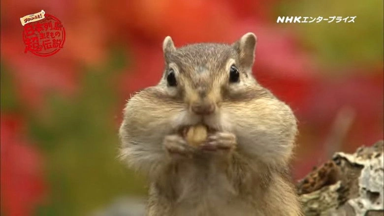Ri Ben Lie Dao Shengkimono Chao Yun Shuo Ju Chang Bandau~inga Laita! (2023)