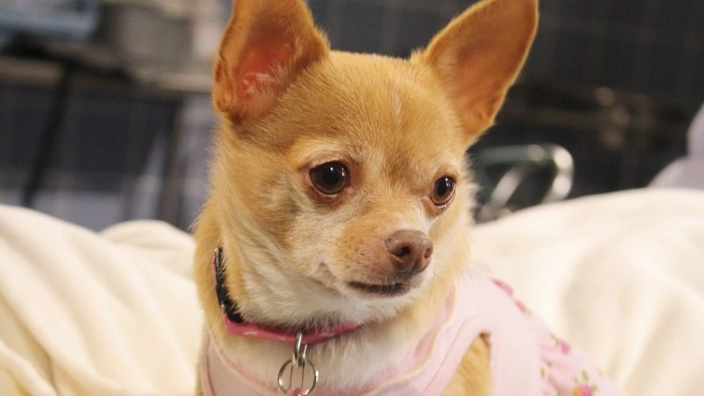 Chihuahua: The Movie (2010)