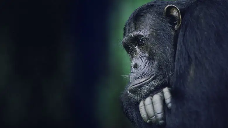 Kingdom Of The Apes (2014)