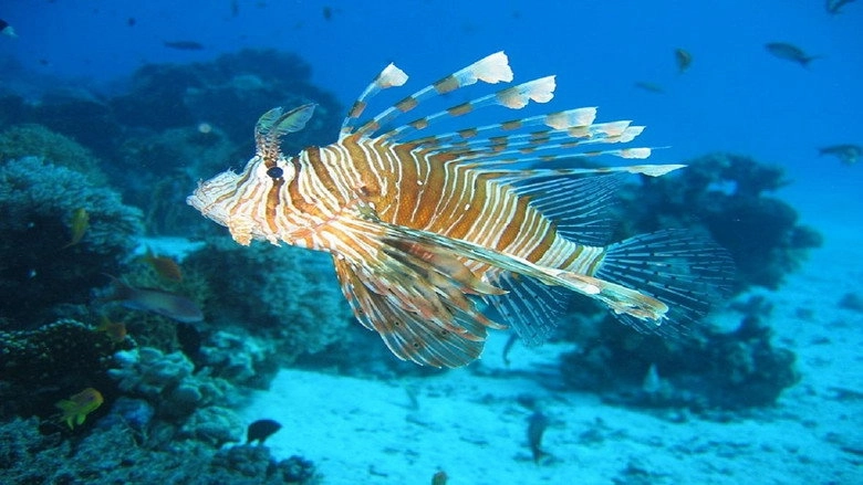 Mediterranean Sea (2019)