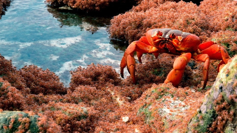 The Giant Robber Crab (2019)