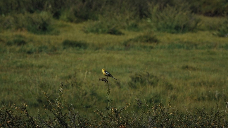The Mountain Wagtail (2023)