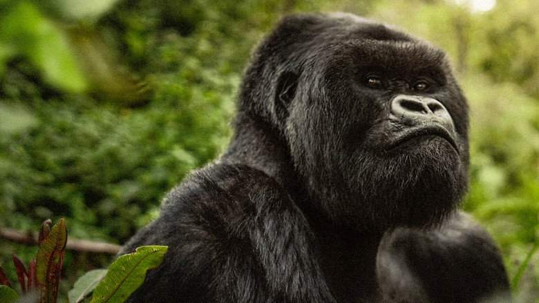 A Gorilla Story: Told By David Attenborough (2026)