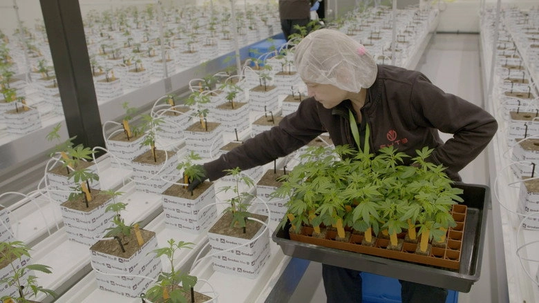 Legal Weed 2 (2024)