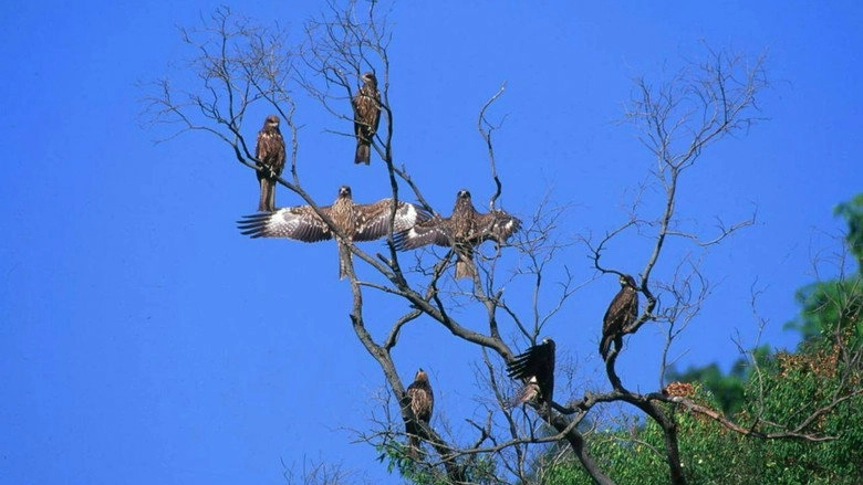 Fly, Kite Fly (2015)