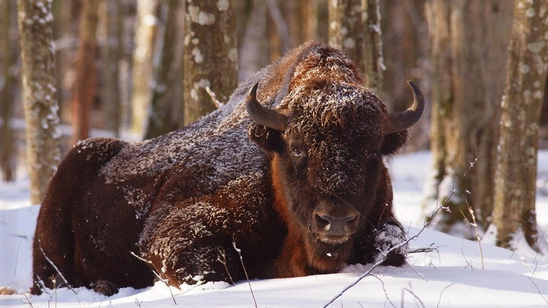 Wild Poland (2012)