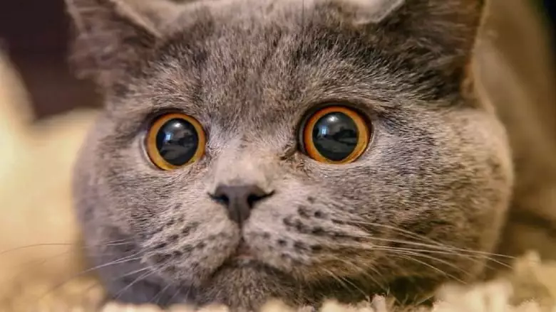 The Cat, A Cuddly Killer (2019)
