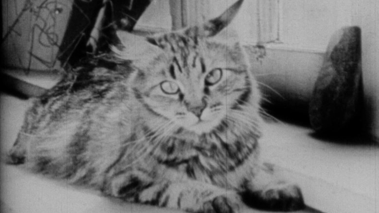 The Private Life Of A Cat (1946)