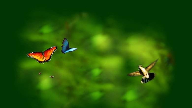 Disneynature: Wings Of Life (2011)