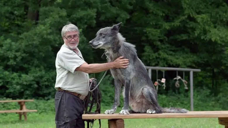Die Ruckkehr Der Wolfe (2019)