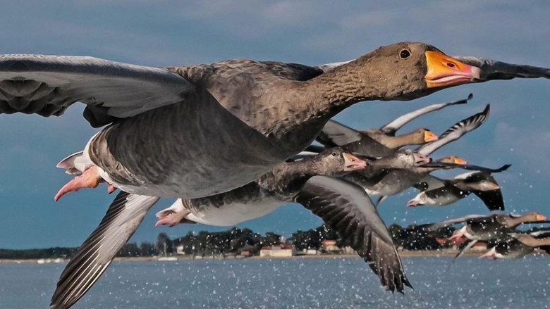 Les Routes Secretes Des Oiseaux Migrateurs (2014)