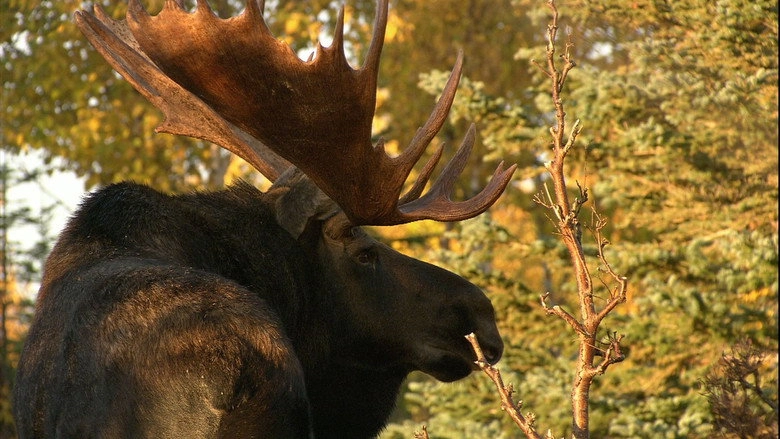 In The Land Of The Moose (2011)