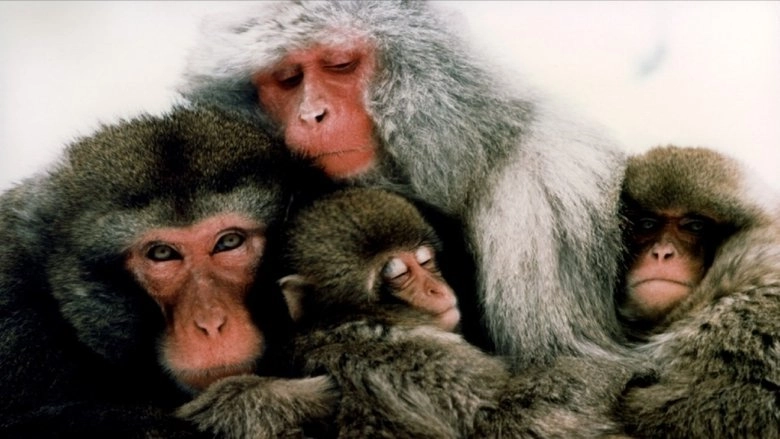 Le Peuple Singe (1989)