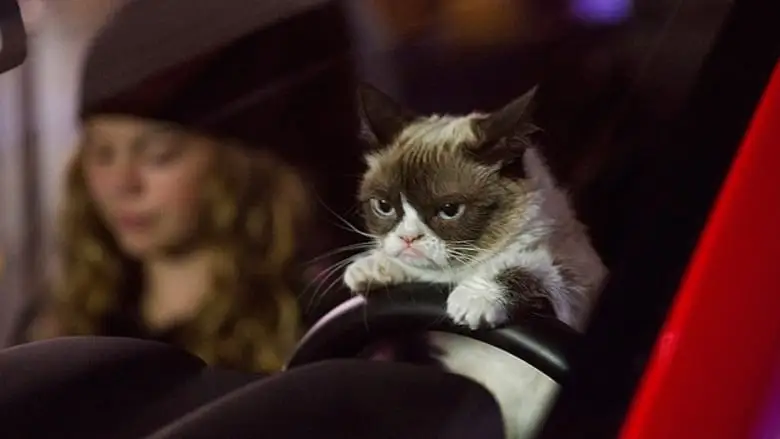Grumpy Cat's Worst Christmas Ever (2014)