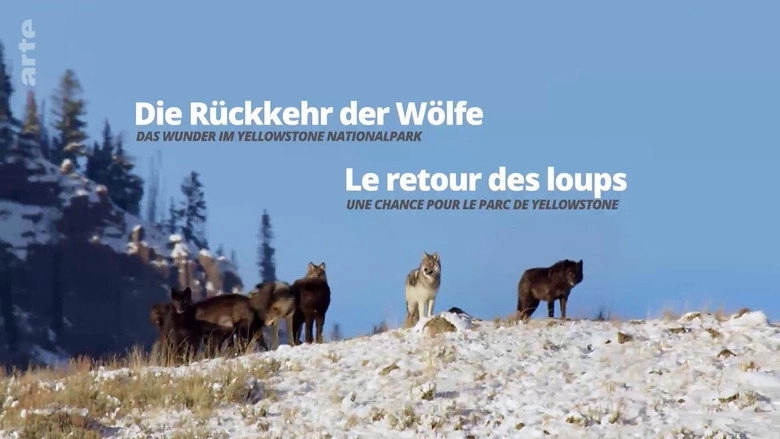 Die Ruckkehr Der Wolfe: Das Wunder Im Yellowstone-Nationalpark (2017)