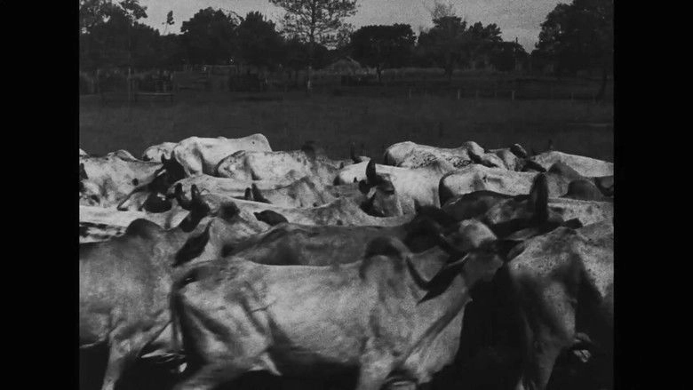 Os Ruminantes (2025)