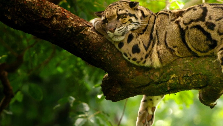 India's Wild Leopards (2020)
