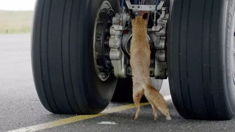 Les Animaux De L'aeroport (2023)